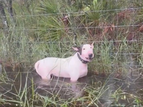 Florida police found a dog tied to a fence as Hurricane Milton approaches the state