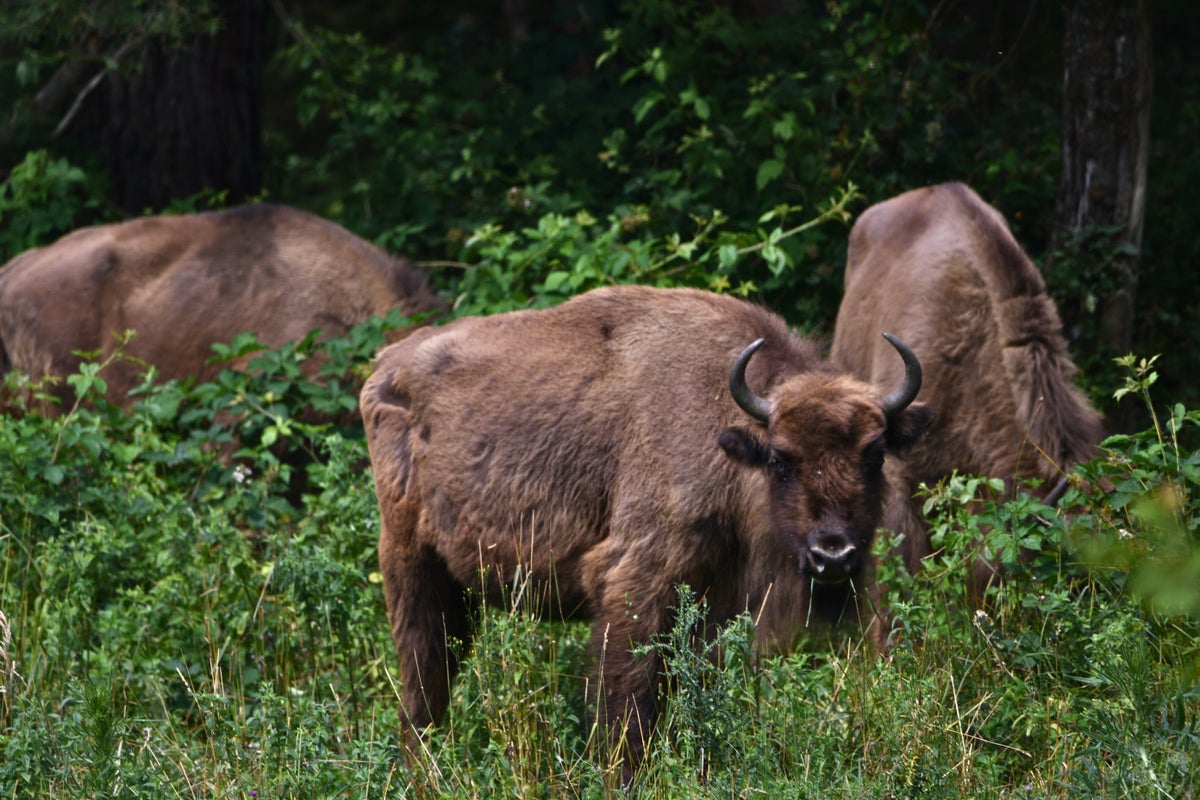 How bison are transforming woodlands and bringing wildlife back