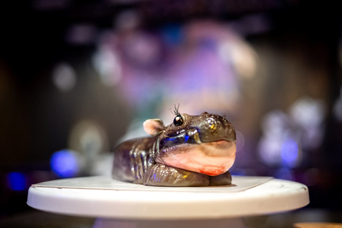 Is Moo Deng cake? Viral baby pygmy hippo becomes new inspiration for bakers Is Moo Deng cake? Viral baby pygmy hippo becomes new inspiration for bakers