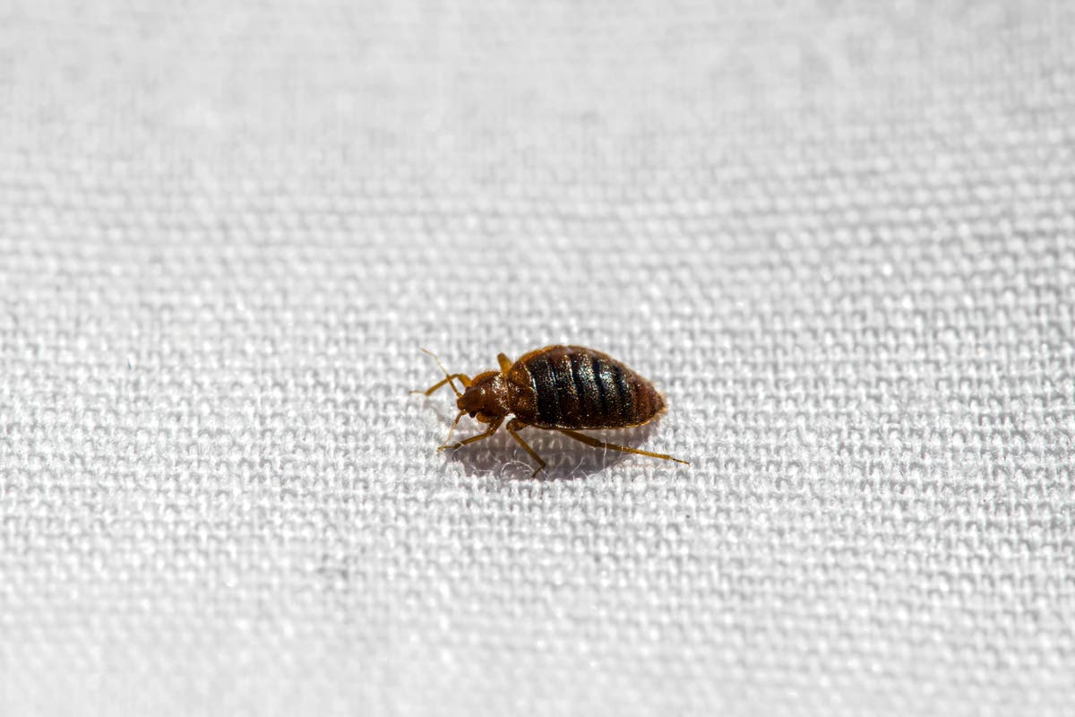 First class American Airlines passenger found bed bug on leg mid-flight
