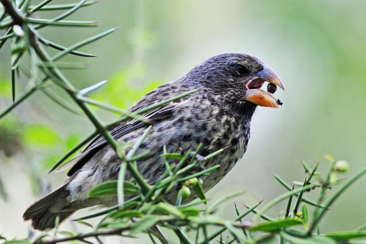 New species of Galapagos finch ‘can arise after just six consecutive droughts’ New species of Galapagos finch ‘can arise after just six consecutive droughts’