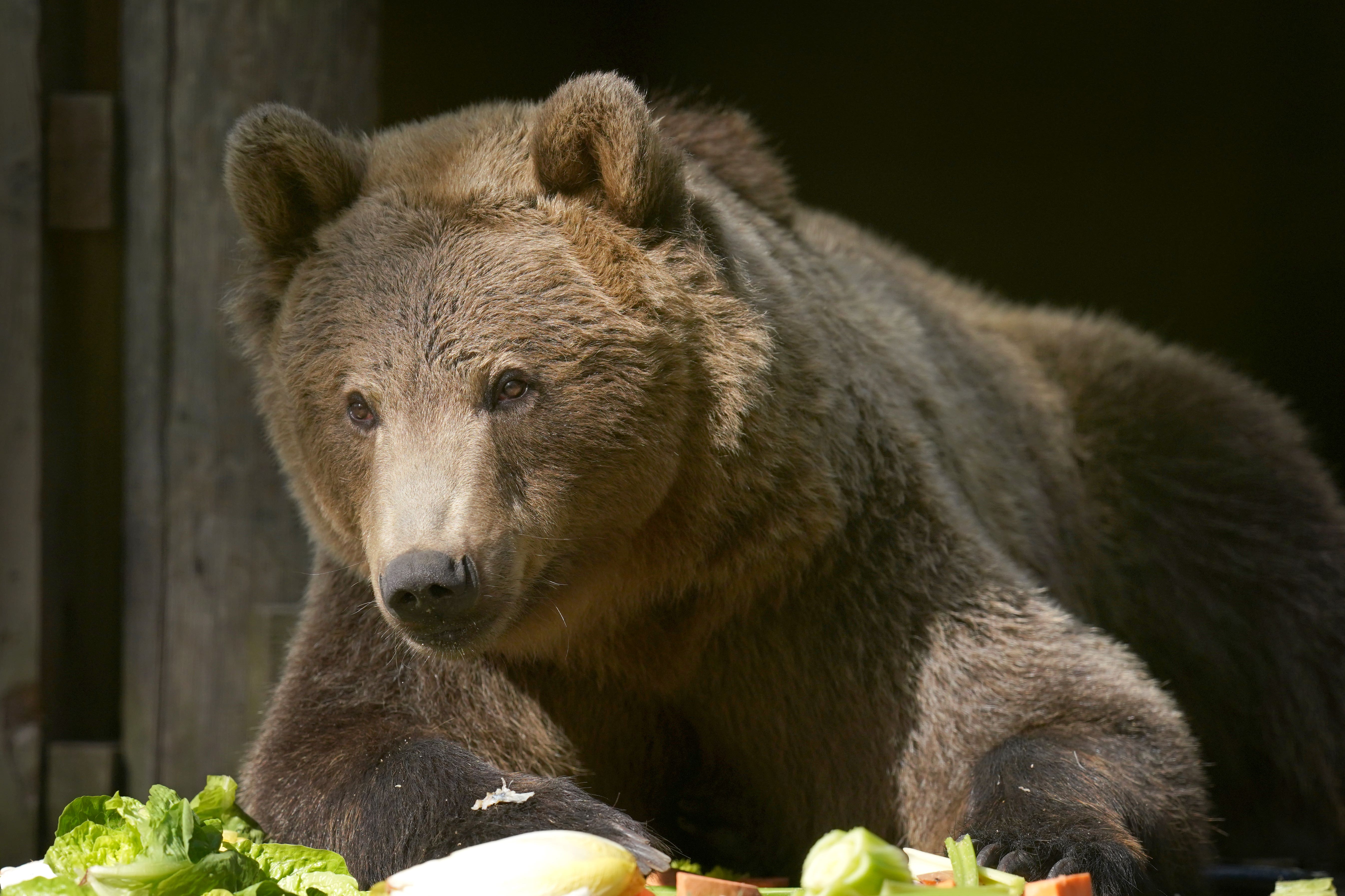 Boki, a brown bear at the Wildwood Trust, underwent brain surgery in the first operation of its kind in the UK and is said to be doing well but ‘not out of the woods’ yet (Gareth Fuller/PA)