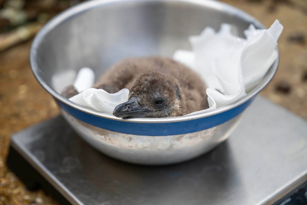 Hertfordshire Zoo Welcomes Endangered Penguin Chicks