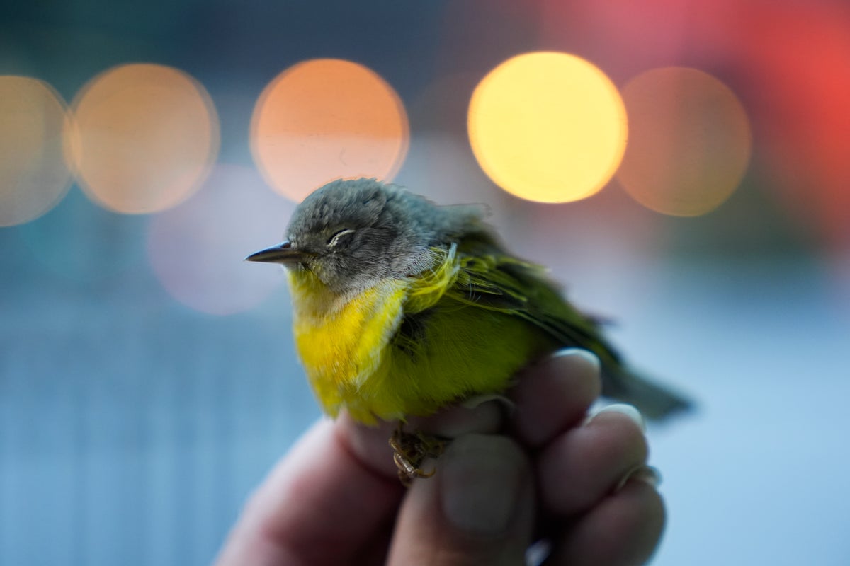 How to stop birds flying into windows – and whether those predator stickers actually work