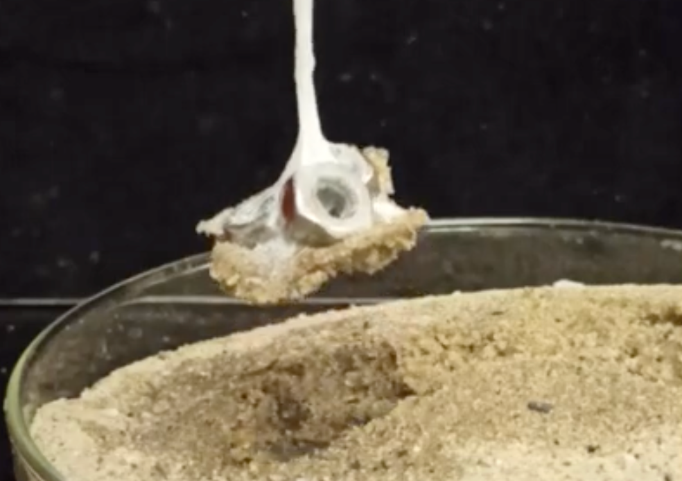 Silk sticks to steel bolts and floats up from a petri dish filled with sand