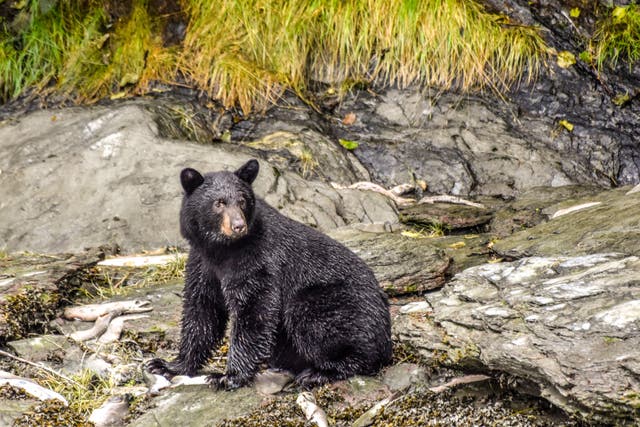 <p>Pictured is a black bear – an animal that can legally be hunted for its meat in North America</p>