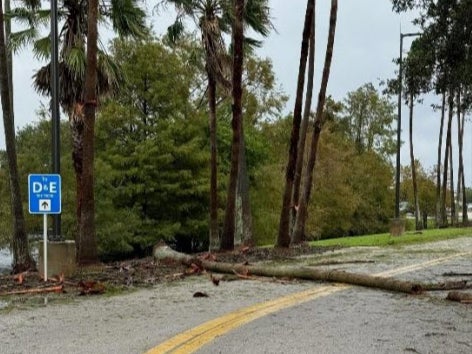 Road block: A fallen palm tree at Orlando International Airport in Florida