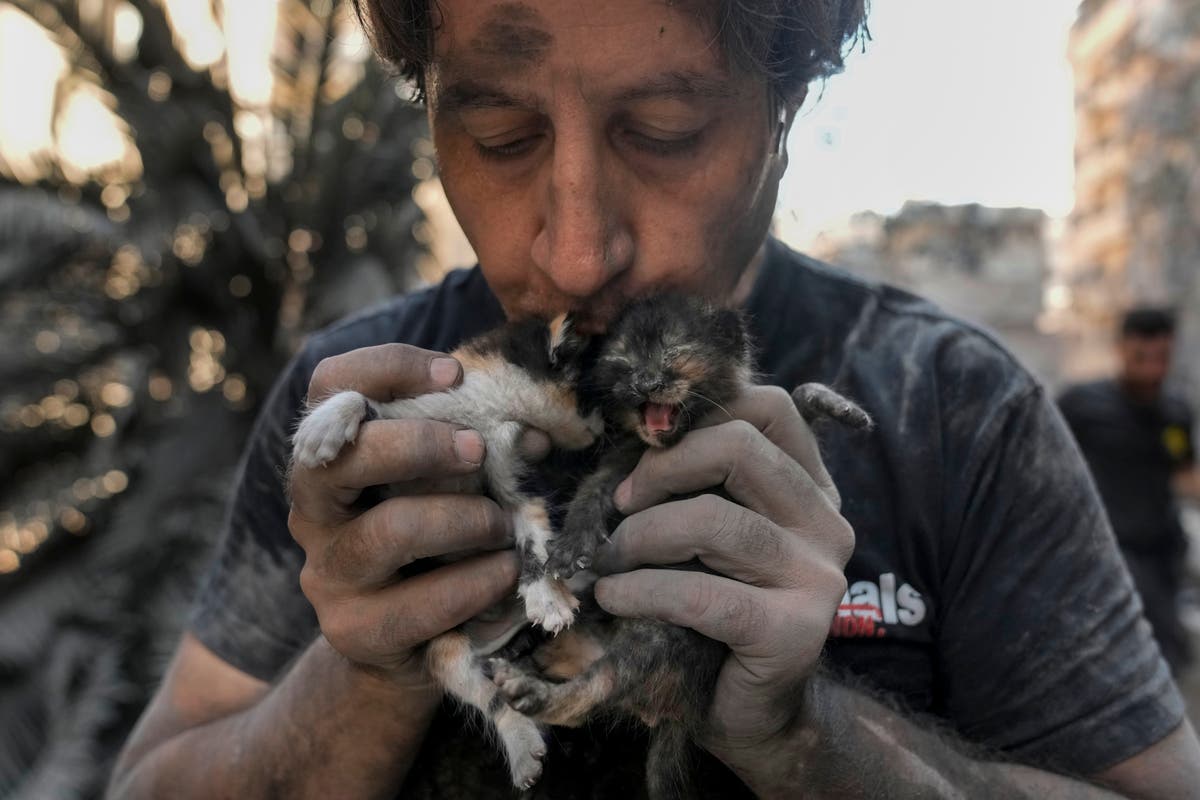 Activists risk their lives to rescue animals in areas of Lebanon hit by Israeli airstrikes