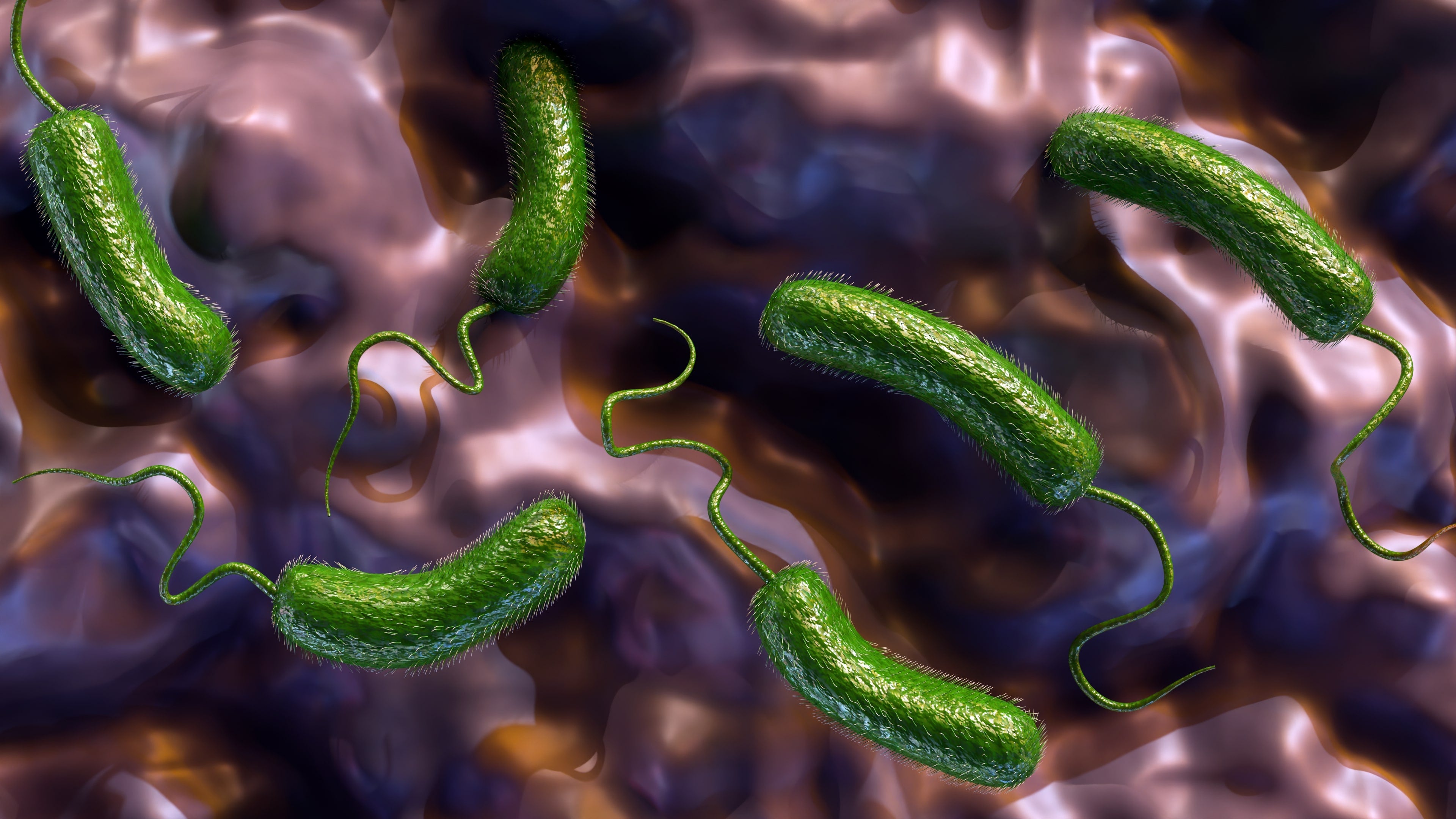 Vibrio vulnificus infections may have increased due to last year’s active hurricane season, with this year’s season also forecasted to be above average
