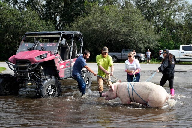 <p>Florida pig rescued </p>