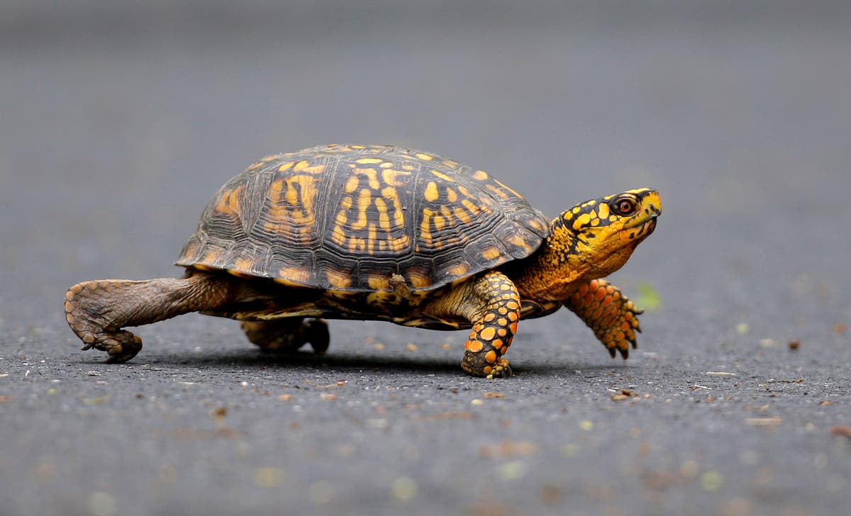 Woman pleads guilty to trying to smuggle 29 turtles across a Vermont lake into Canada by kayak