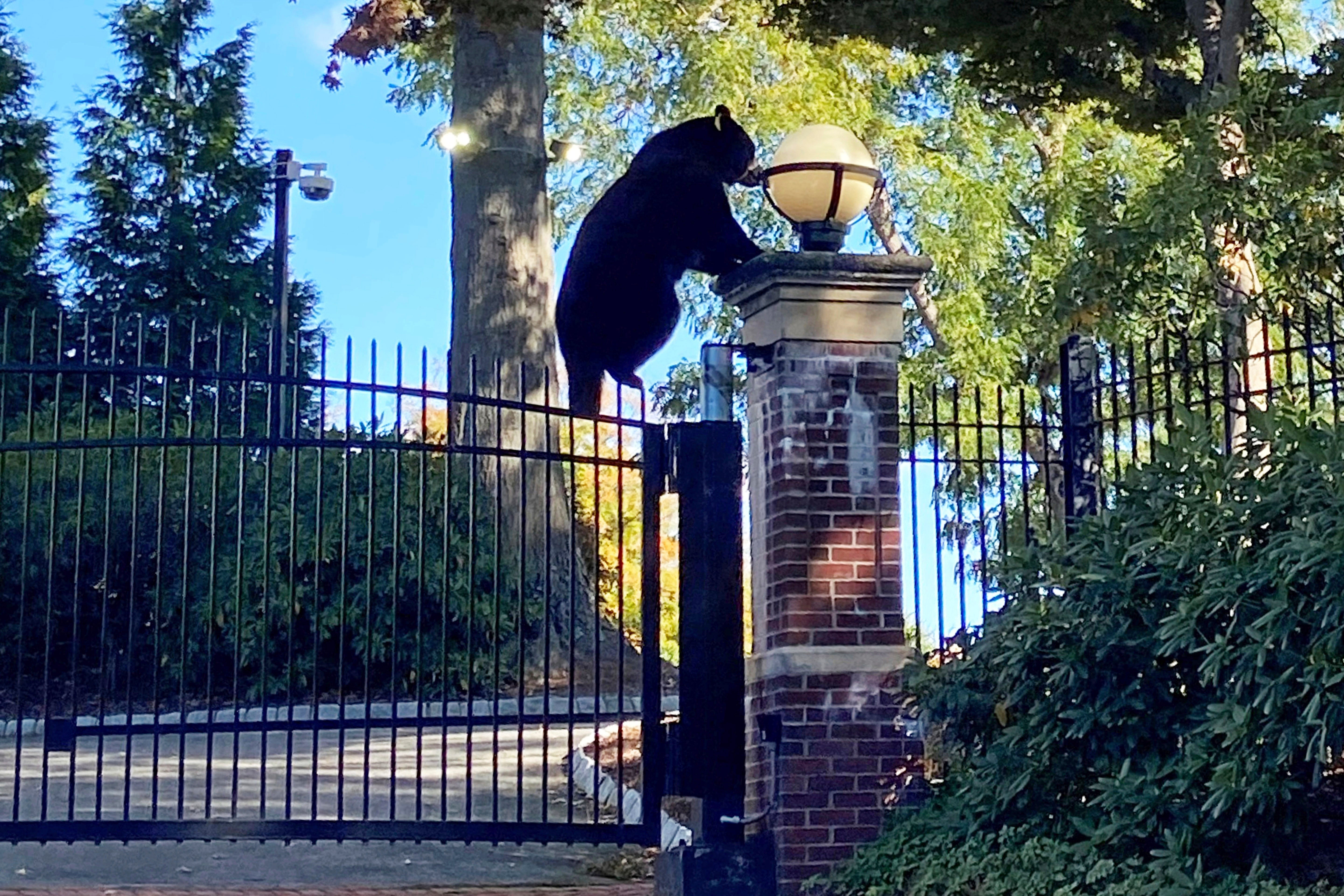 Bear Governor's Mansion