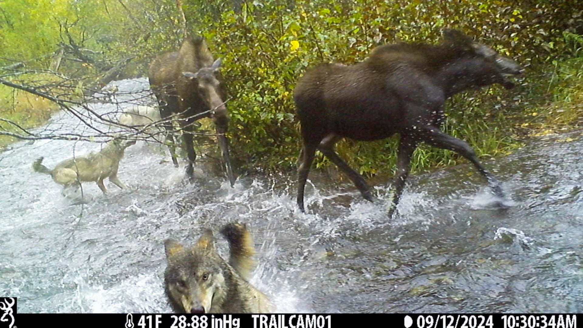 Anchorage Wildlife Cams