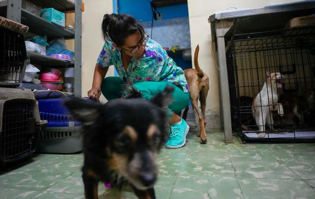 Cuba Abandoned Pets