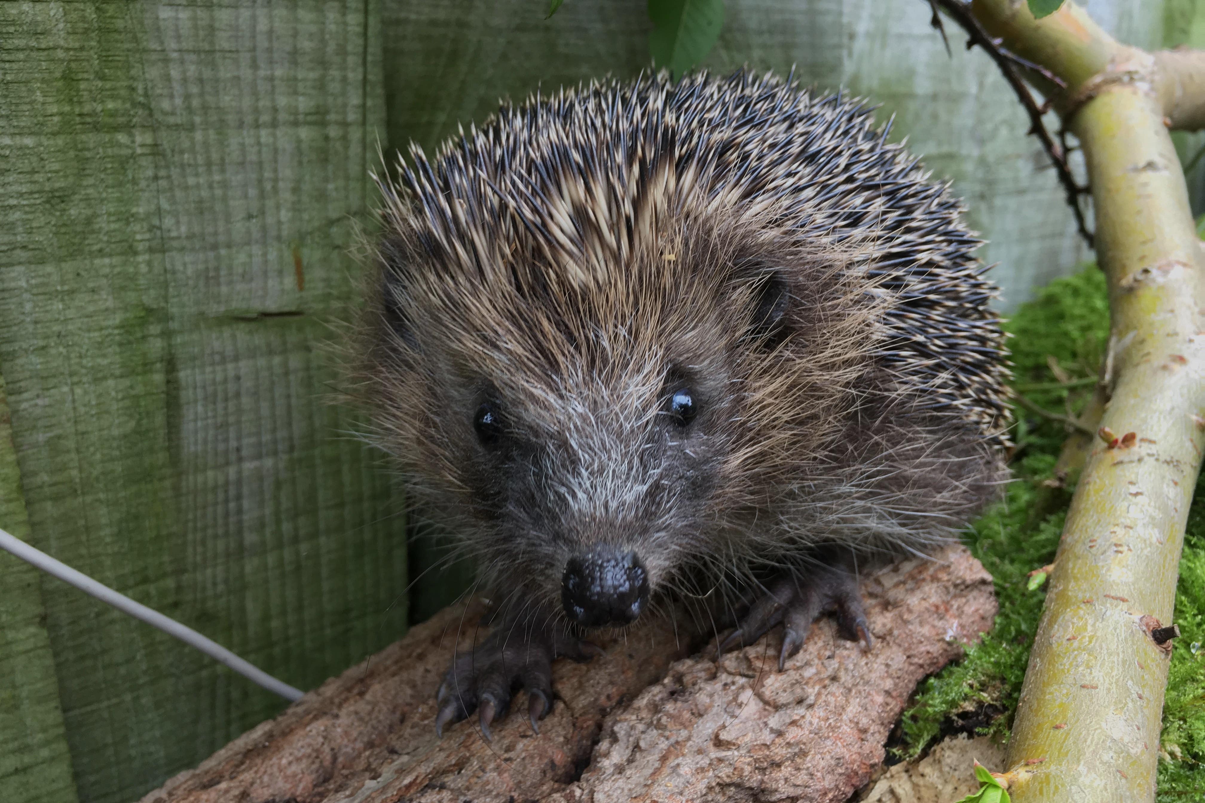 Wildlife charities have released a plan too save the UK’s hedgehogs (PTES & BHPS/Phillip Horwood)