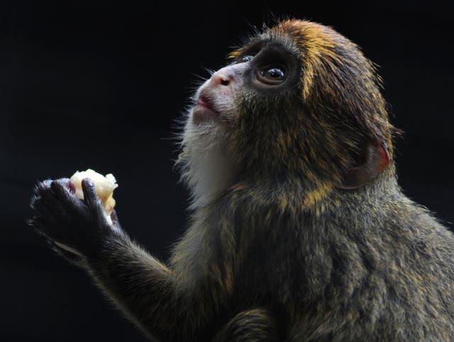 <p>File. Juvenile De Brazza's monkey at the Hong Kong Zoological and Botanical Gardens </p>