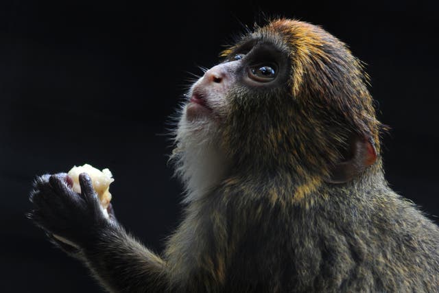<p>Un mono obispo joven en el Jardín Zoológico y Botánico de Hong Kong (Archivo) </p>