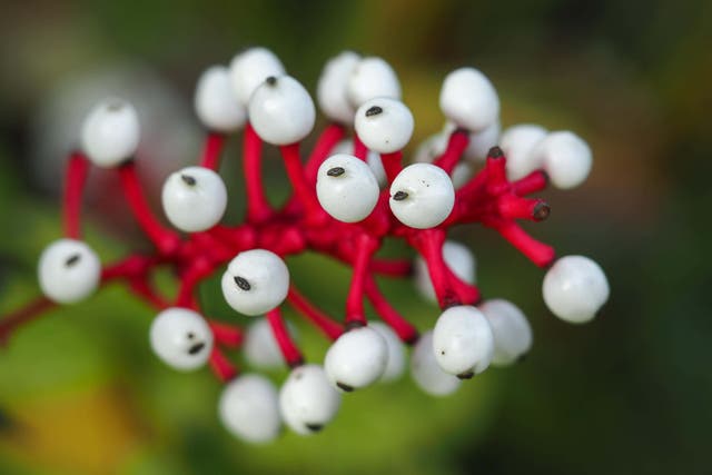 These plants will help create a spooky scene (Alamy/PA)