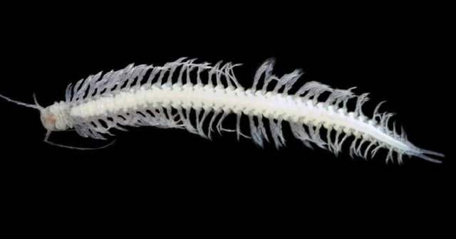 <p>Xibalbanus tulumensis is found in underwater caves on Yucatan Peninsula, Mexico </p>