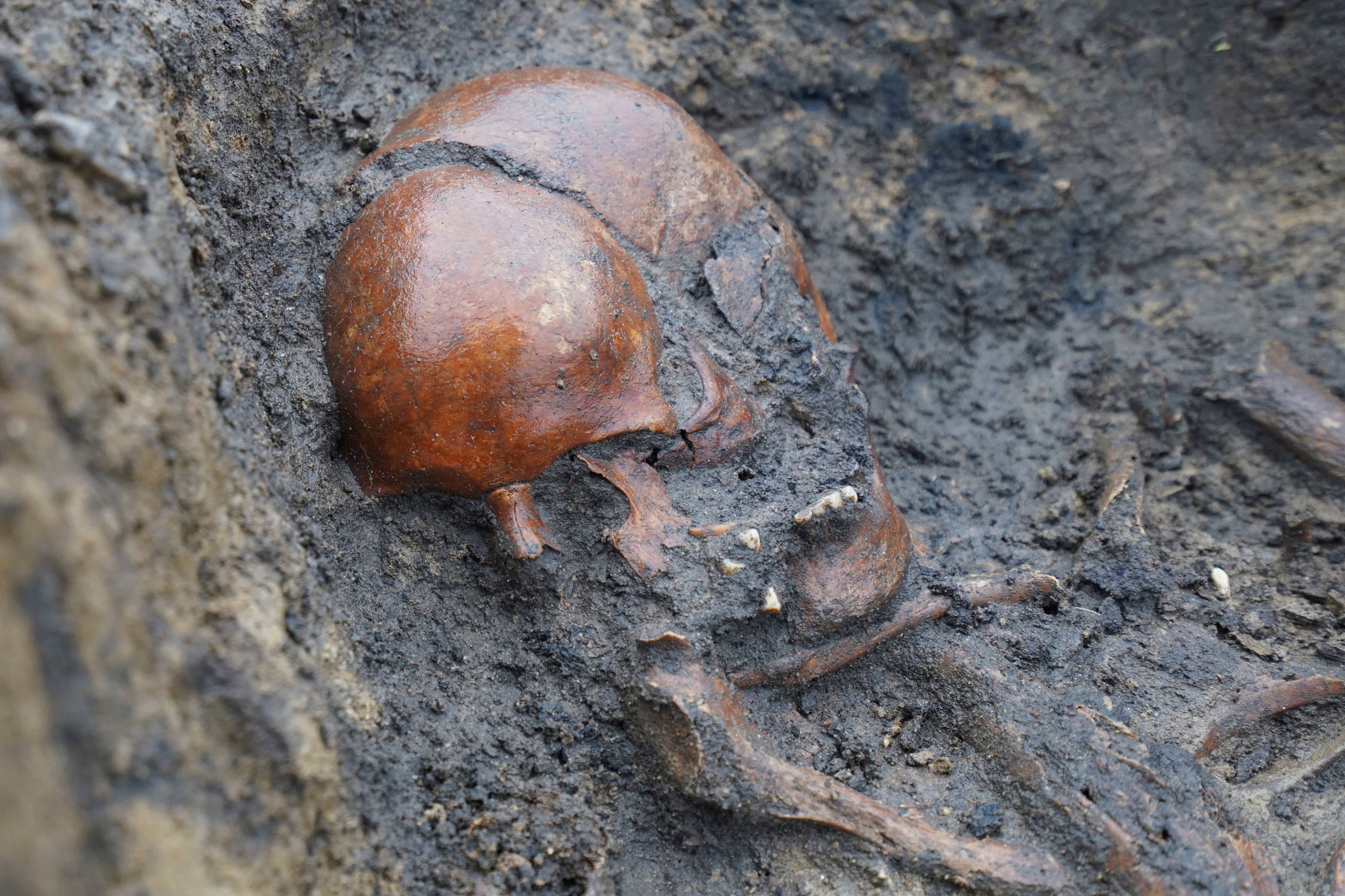 Skeletons and skulls lie in graves at an excavation site of a 10th-century Viking burial site in Aasum, Denmark