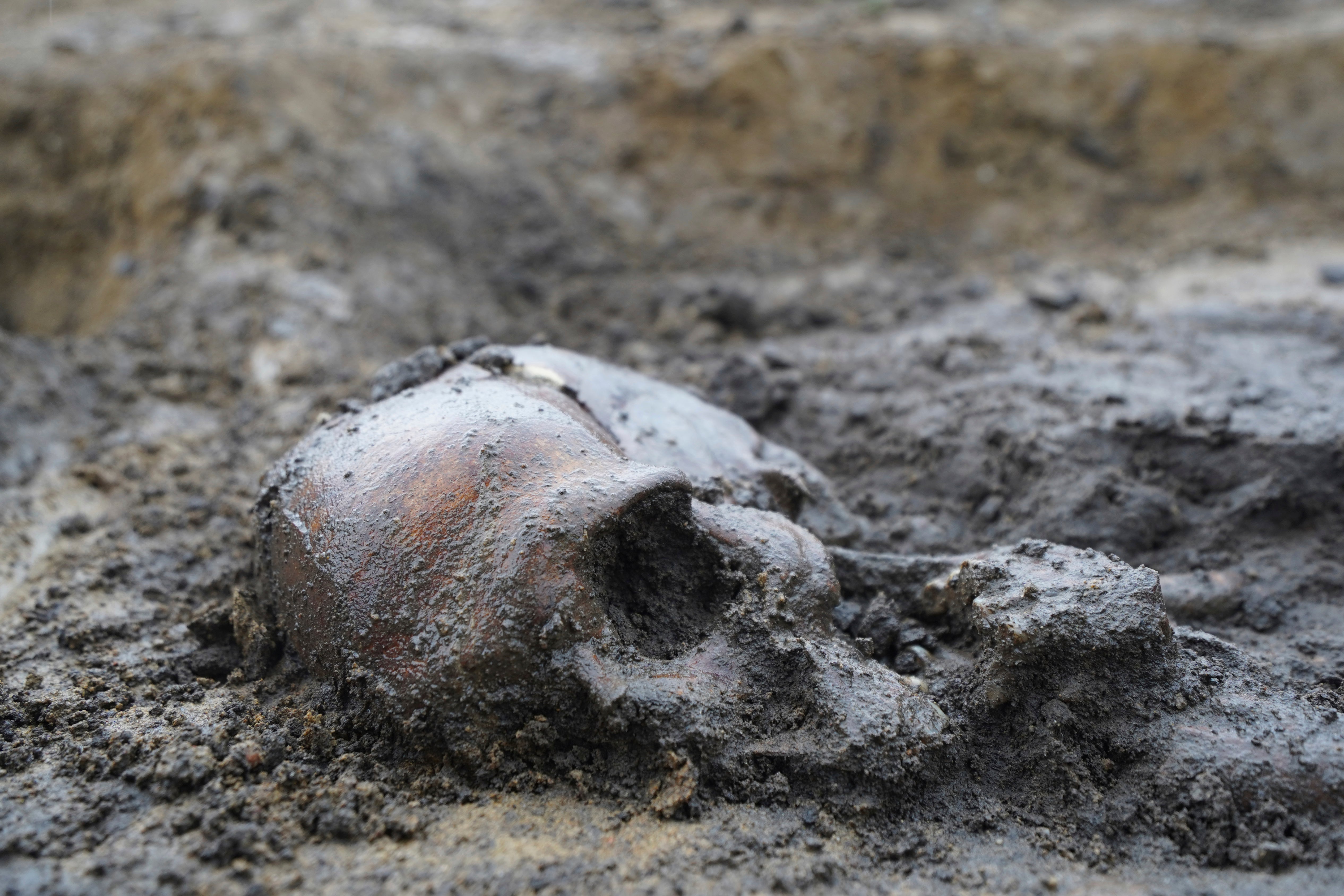 Skeletons and skulls sit in graves at an excavation site of a 10th century Viking burial ground in Aasum