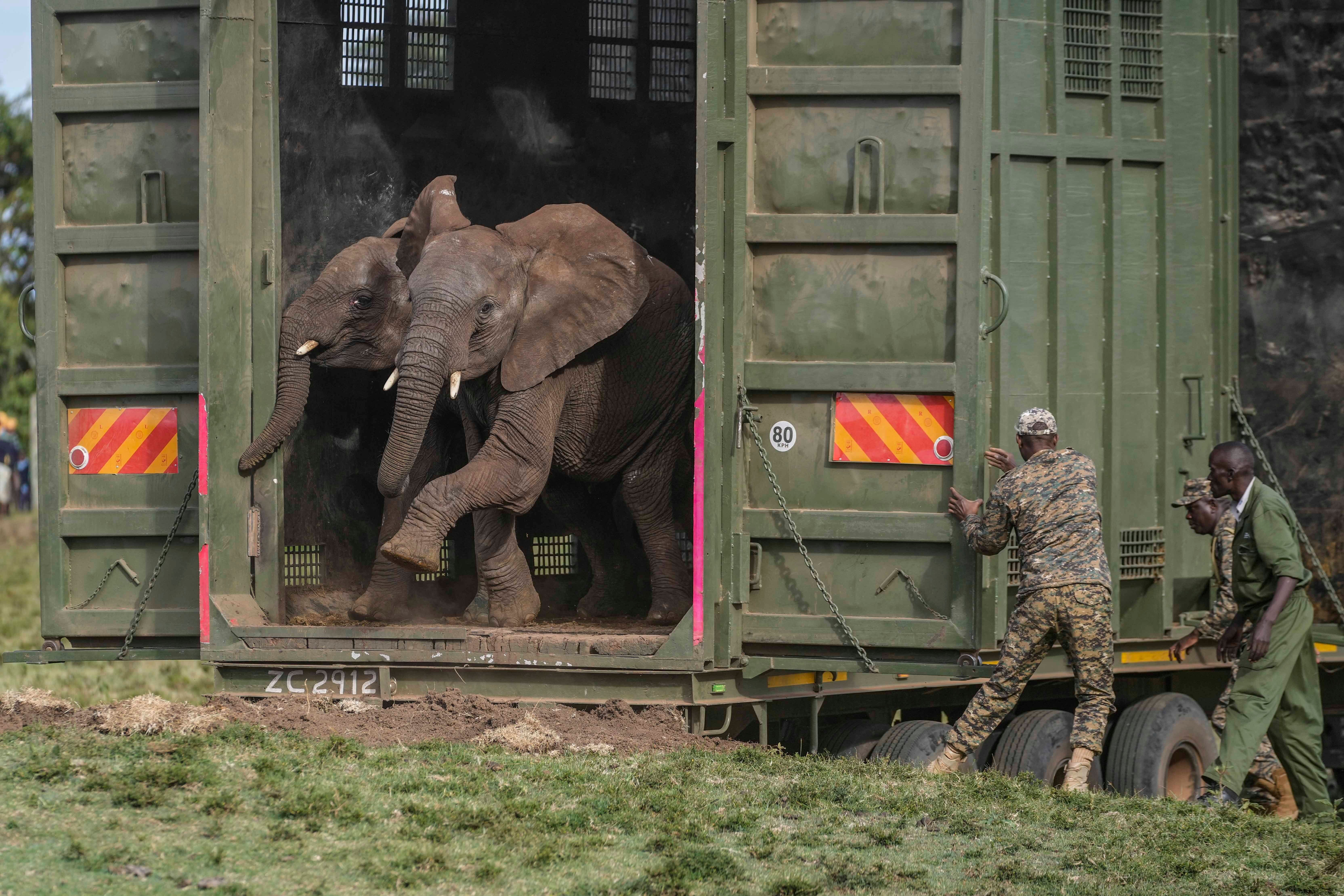Kenya Elephants Relocation