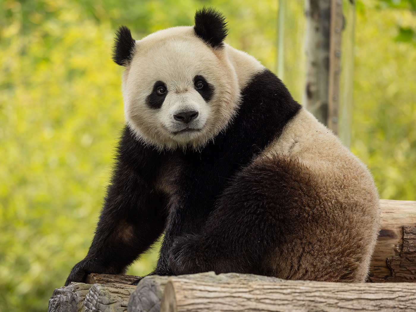 Bao Li, 3, one of two pandas that arrived at the National Zoo in Washington DC on Tuesday