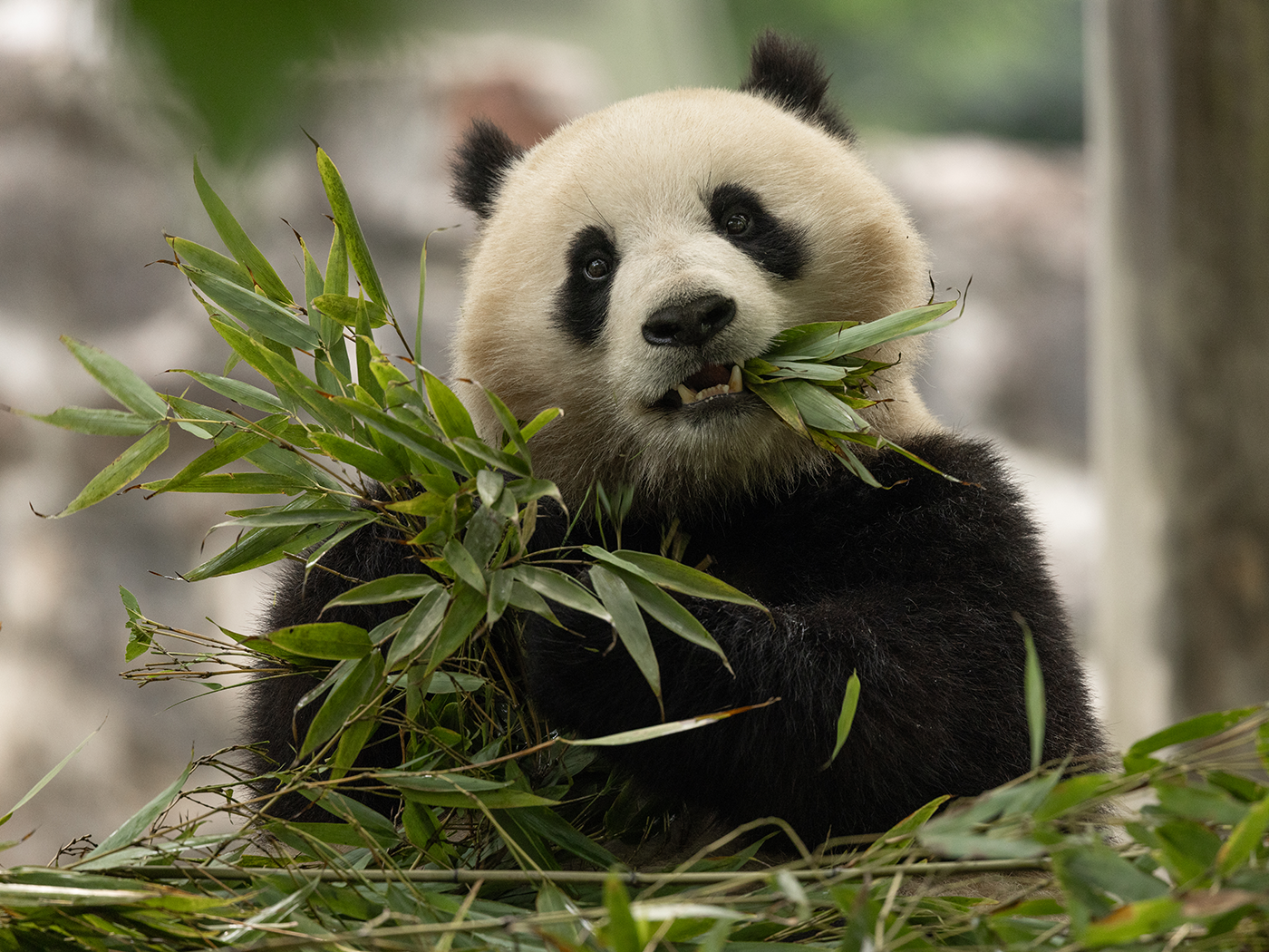 Qing Bao, 3, in her habitat at Dujiangyan Base in Sichuan, China on May 17. The Smithsonian National Zoo welcomed two new pandas to Washington DC on Tuesday