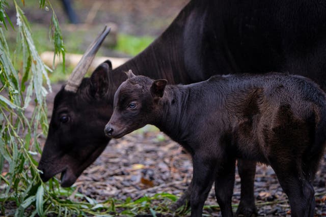 <p>The rare anoa calf was delivered by her mum, Darcy, and said to be recovering well by keepers at Chester Zoo (Chester Zoo)</p>