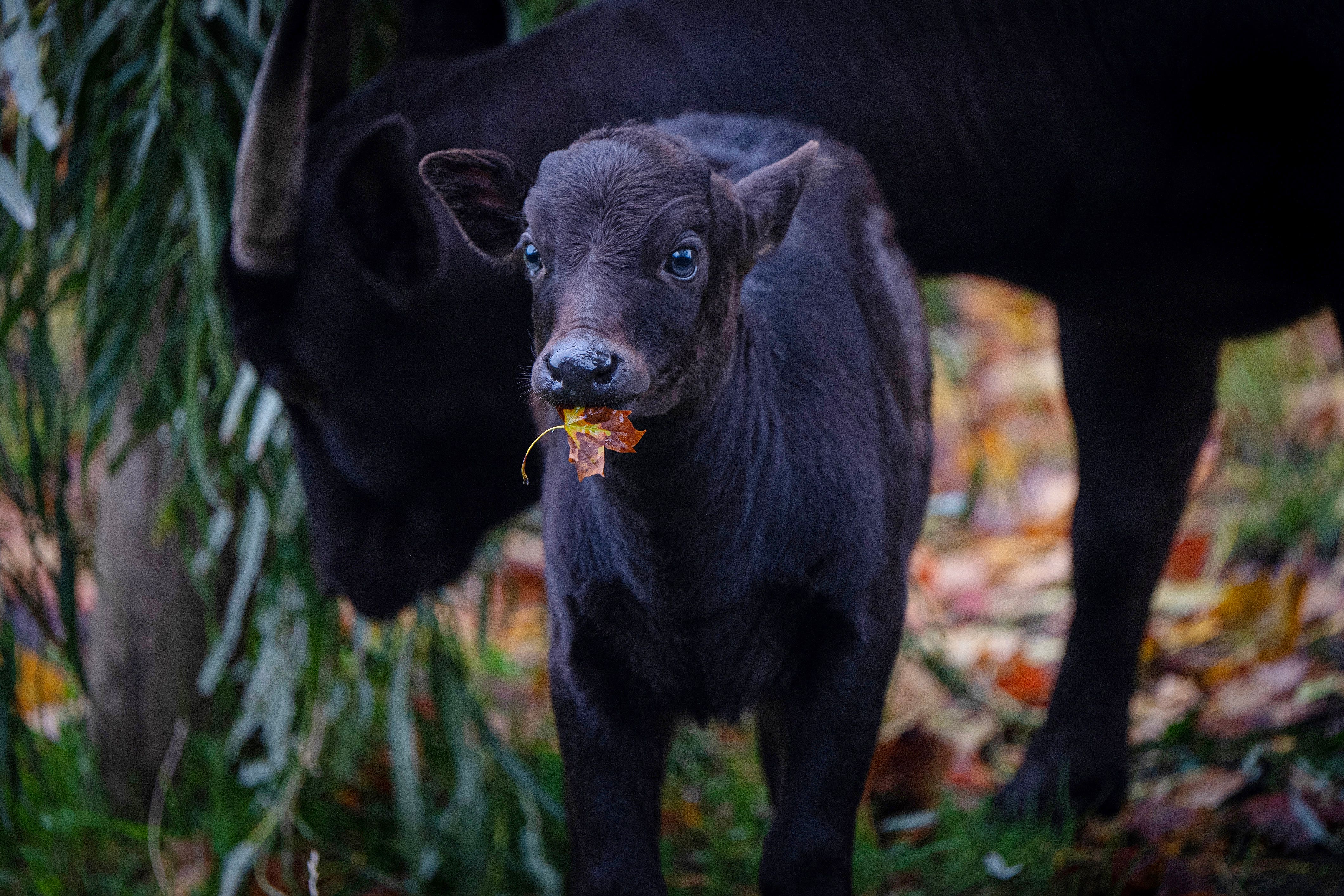 The rare anoa calf, named Kasimbar, was born at Chester Zoo and described by keepers as confident and full of energy (Chester Zoo/PA)