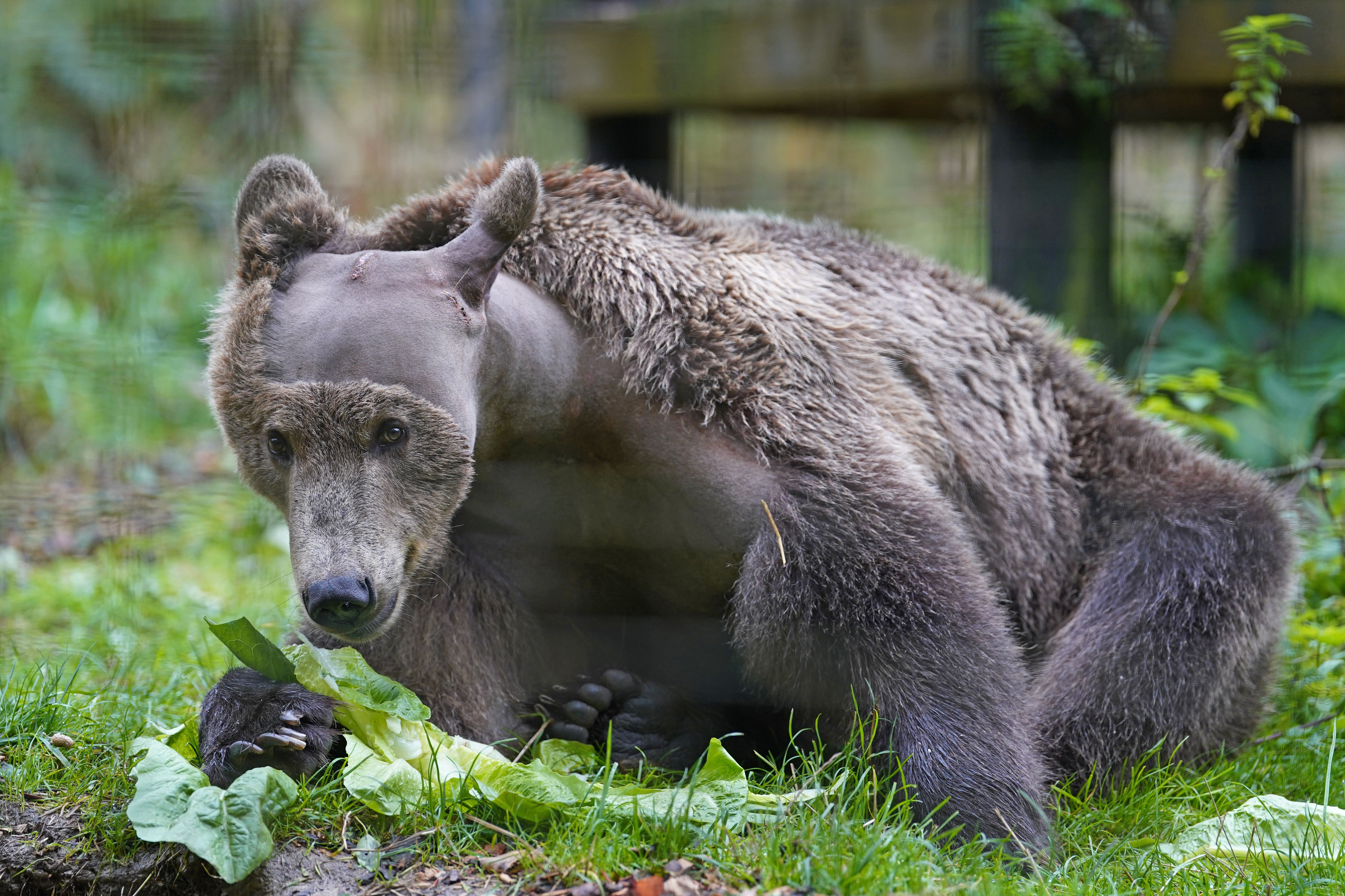 Boki, a two-year-old brown bear, in his enclosure at the Wildwood Trust in Canterbury, Kent as he recovers from surgery to drain fluid from his brain (Gareth Fuller/PA)