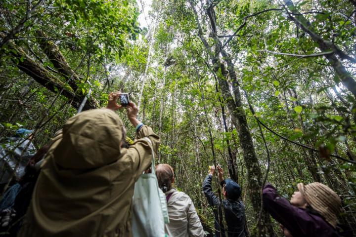 Turistas Observando Lêmures em Madagascar