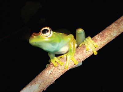 Espécie de Sapo Boophis Ankarafensis