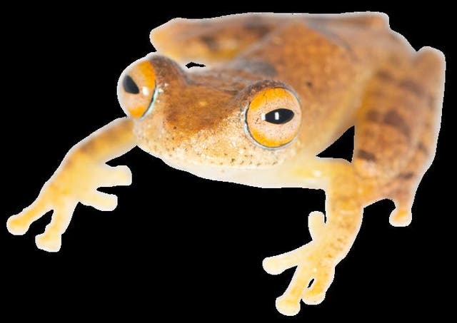 <p>Tree frog genus Boophis is found in the rainforests of Madagascar </p>