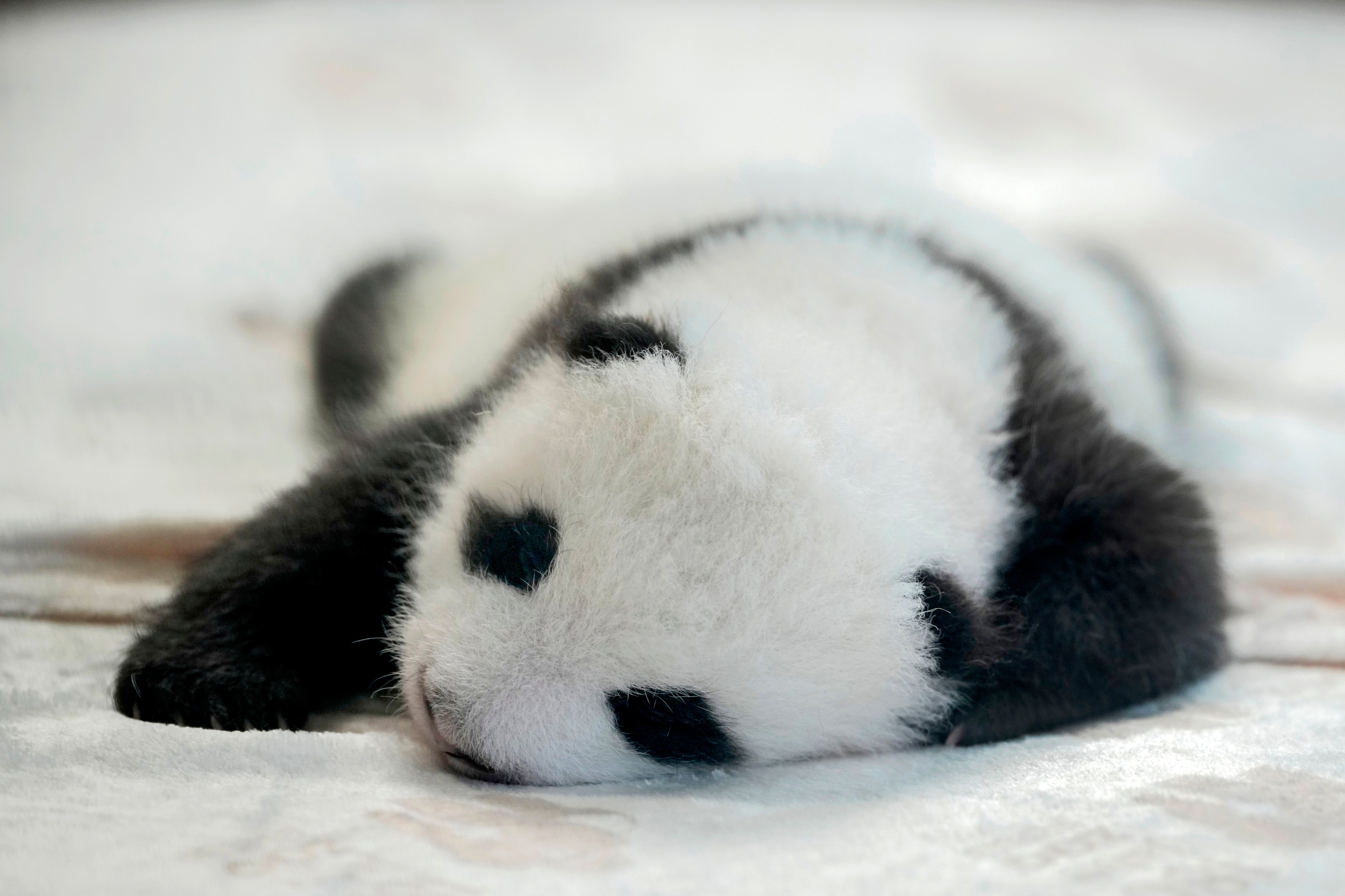 One of the newly born twin panda bear cubs is presented to the media at Germany’s Berlin Zoo on Tuesday. Panda cubs in Chinese breeding programs were allegedly separated from their mothers too soon, the Times investigation said