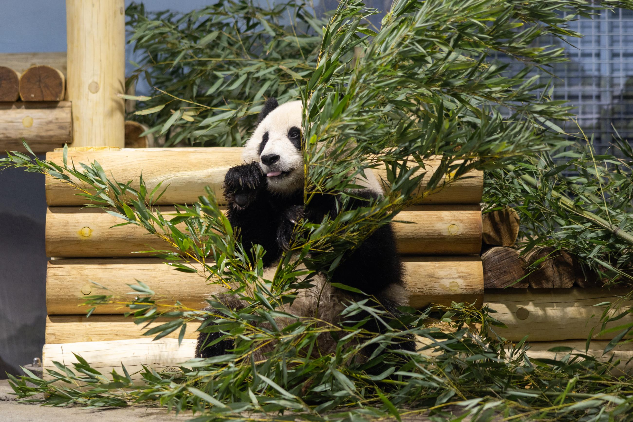 The Smithsonian National Zoo welcomed two new pandas, Bao Li and Qing Bao, both three, on Tuesday. Their public debut is scheduled for January 24. The bears are already getting familiar with their new habitat