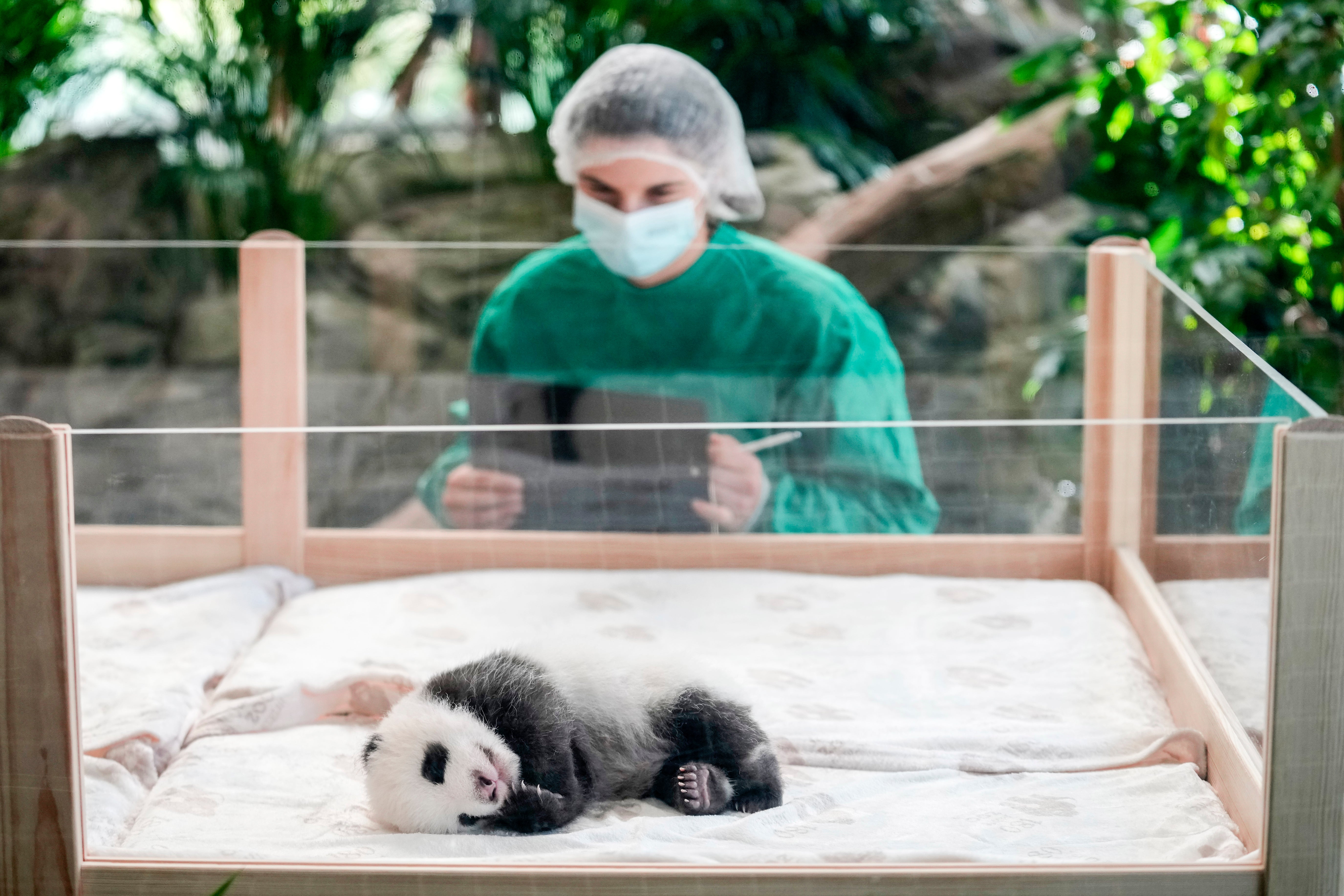 Germany Giant Pandas