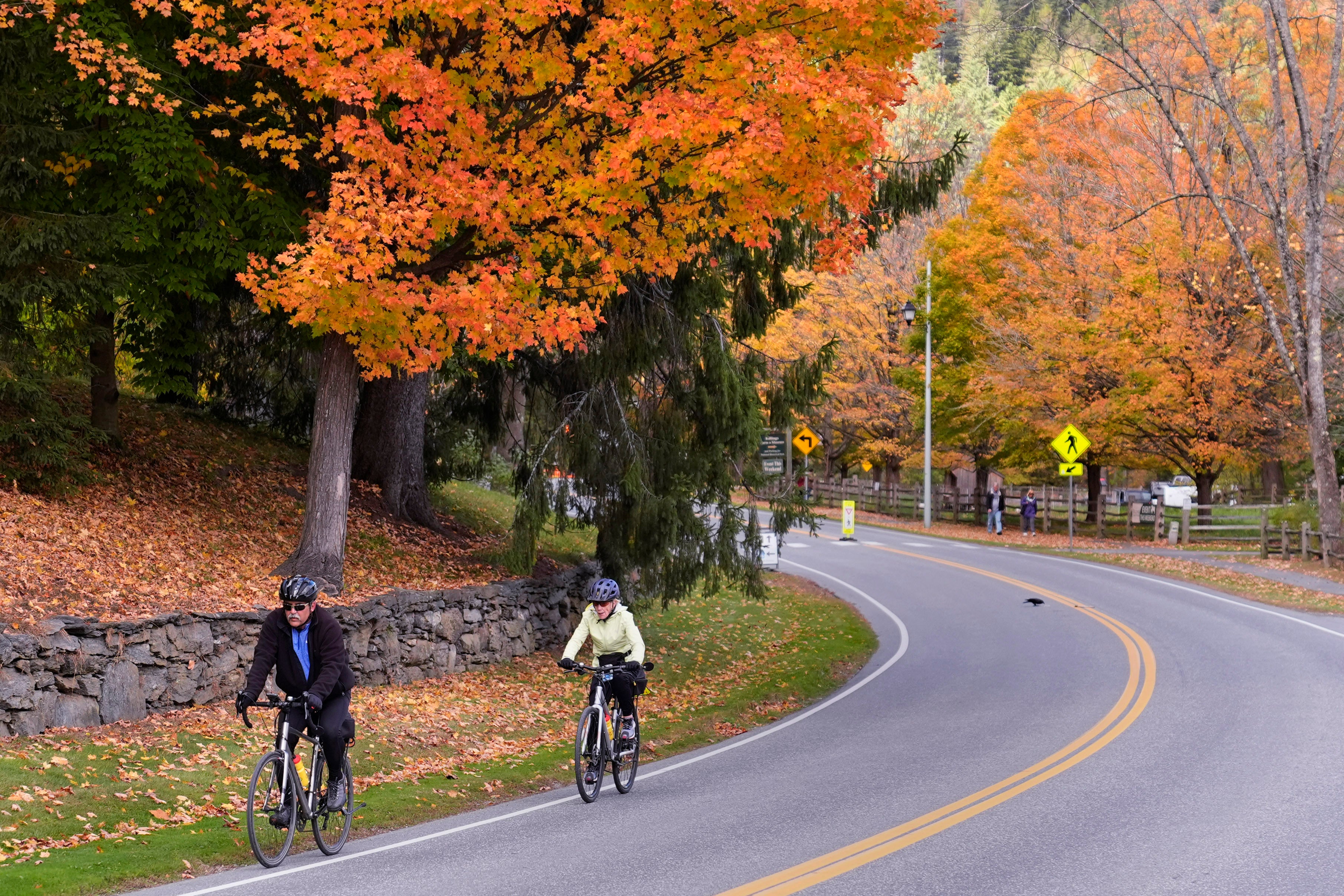 Two cyclists trek uphill, passing trees changing to Autumn colors in Woodstock, Vermont