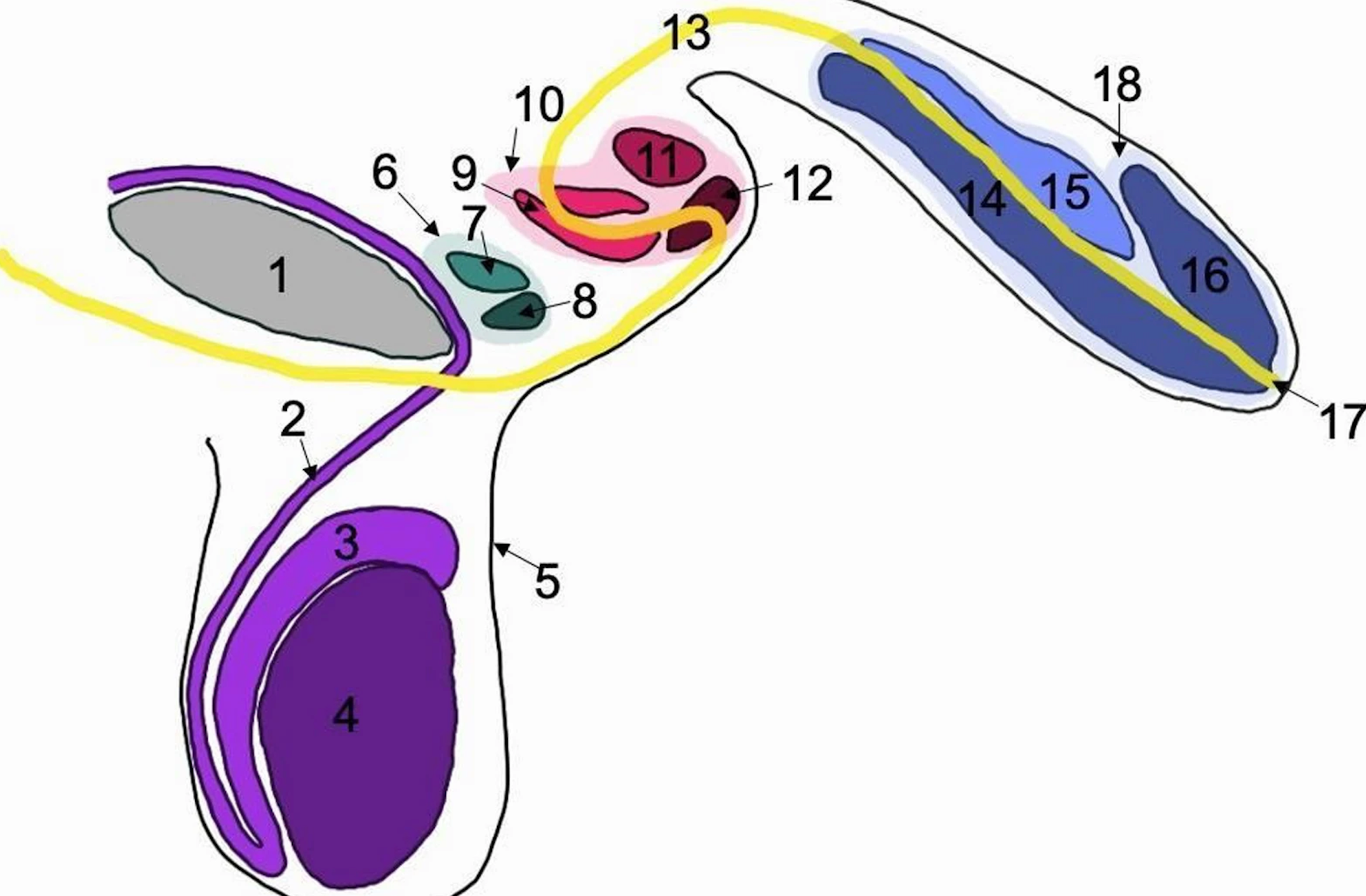 Clinical scholars bump into atypical case of guy with 3 penises