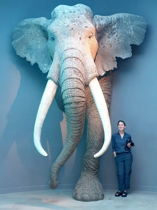 Prof Sabine Gaudzinski-Windheuser stands next to life-size reconstruction of the adult European straight-tusked elephant Palaeoloxodon antiquus