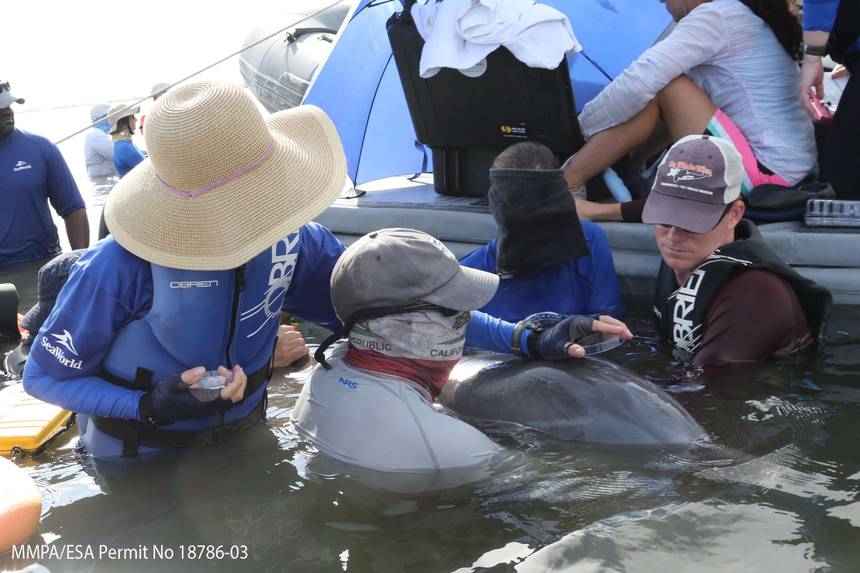 Air exhaled by a wild bottlenose dolphin is collected during a health assessment conducted by the National Marine Mammal Foundation and partners in Barataria Bay, LA