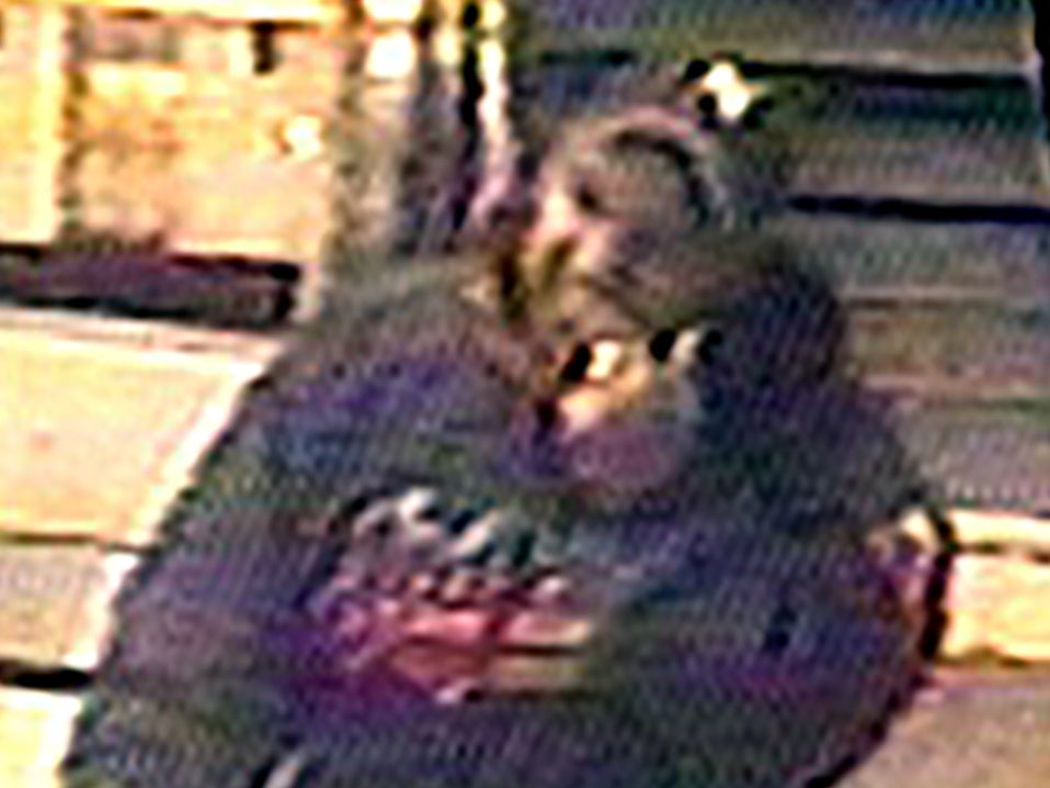 Enhanced CCTV images of the customer they believe may be responsible for the death of Camille Gordon