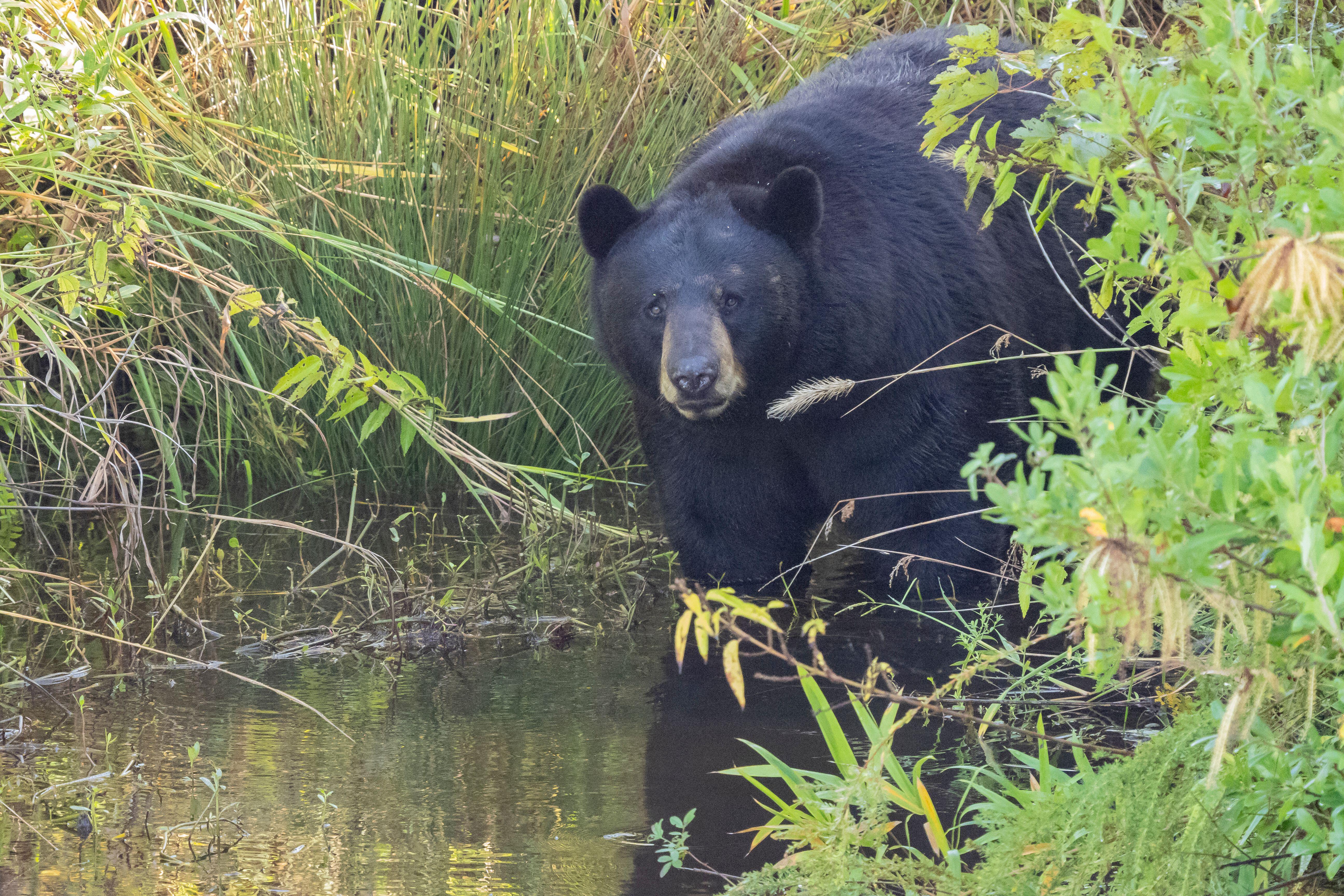 From black bears to eagles and alligators, the Alligator River makes the perfect wildlife trail