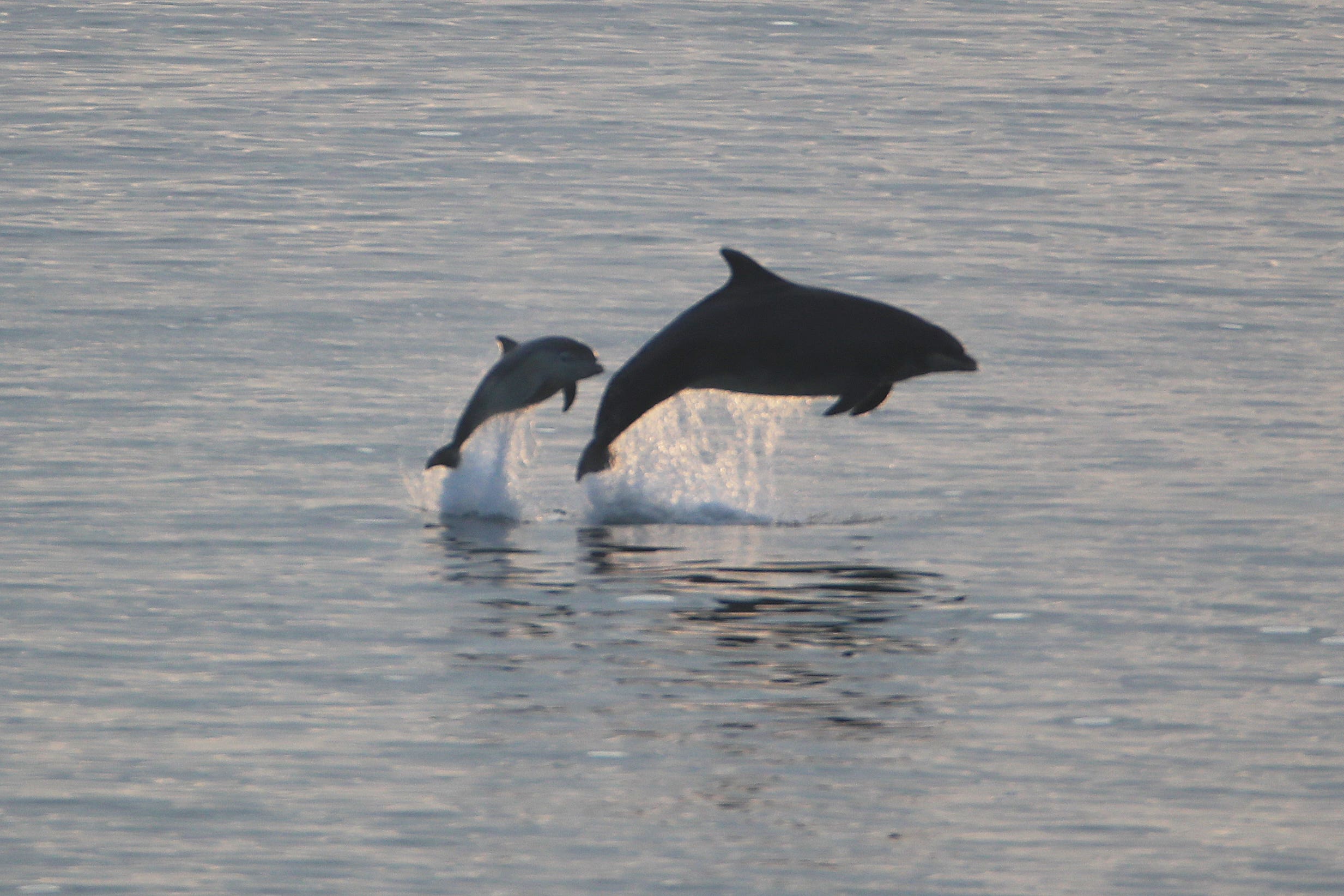 Traces of microplastics have been found in dolphin breath, researchers said (Owen Humphreys/PA)