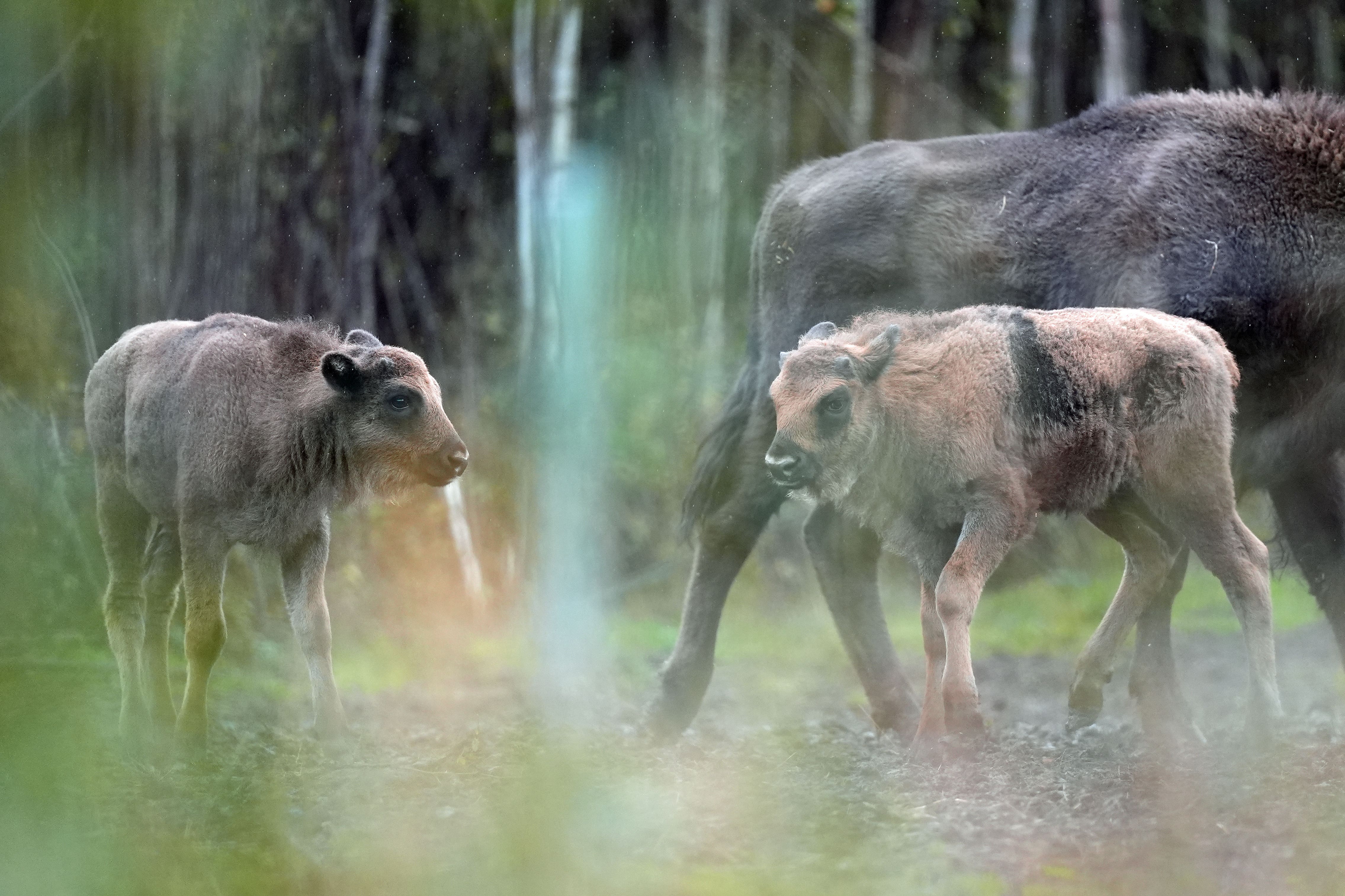 Two bison calves have been born to the herd at Blean Woods, near Canterbury, Kent (Gareth Fuller/PA)