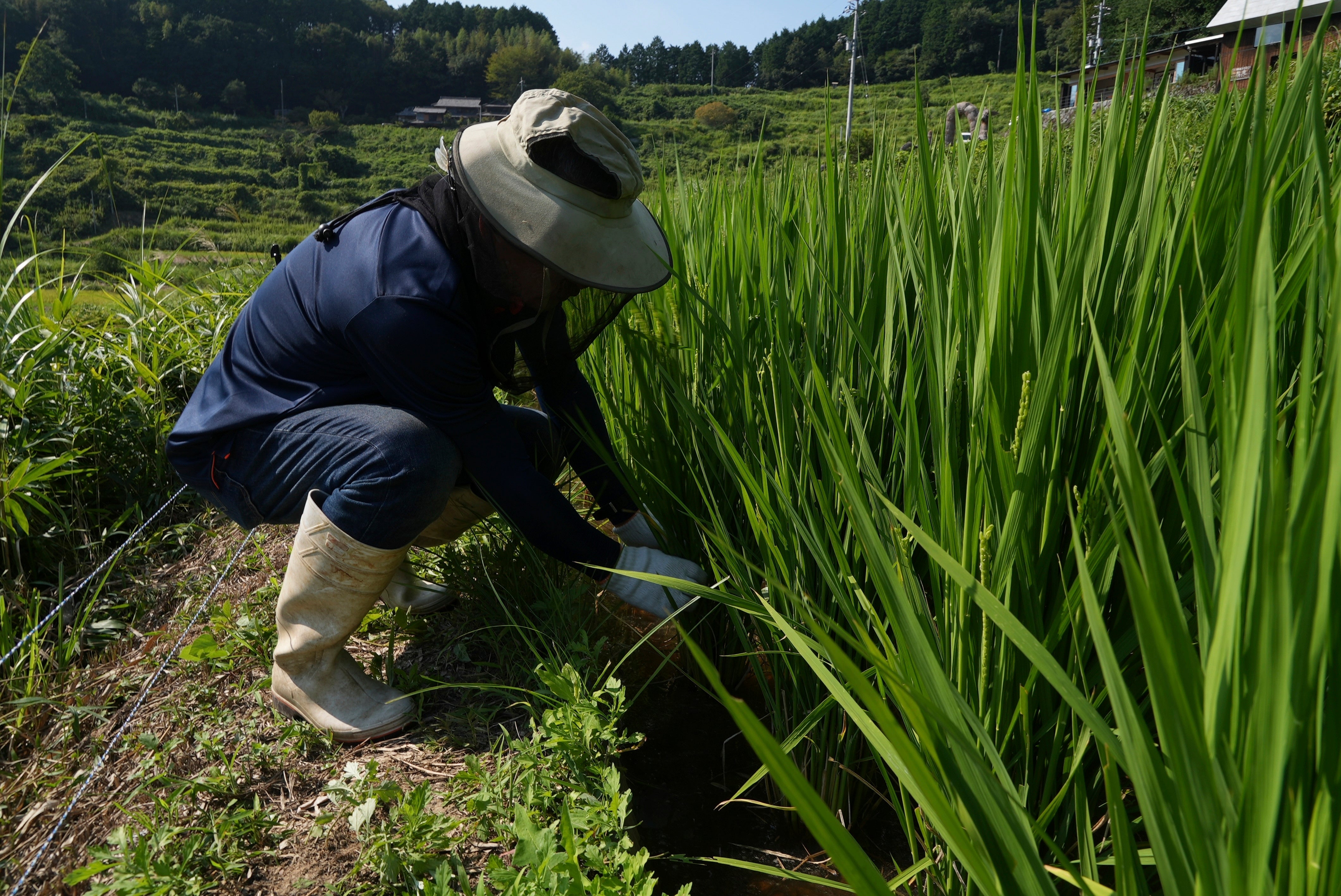 Japan Rice Farmers Climate Change