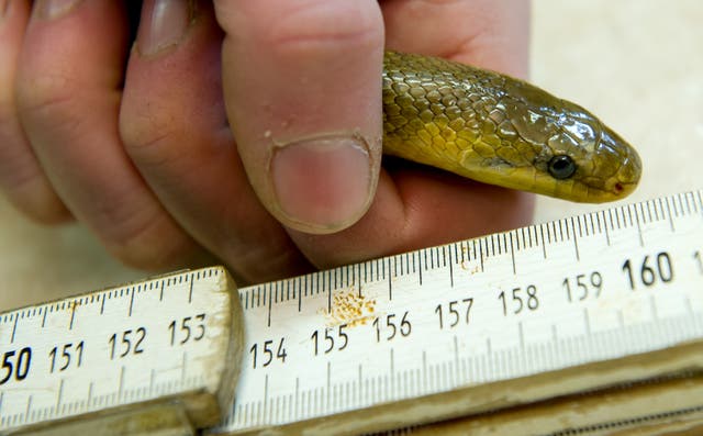 <p>Aesculapian snake at the Schwarze Berge wildlife park in Hamburg, Germany </p>