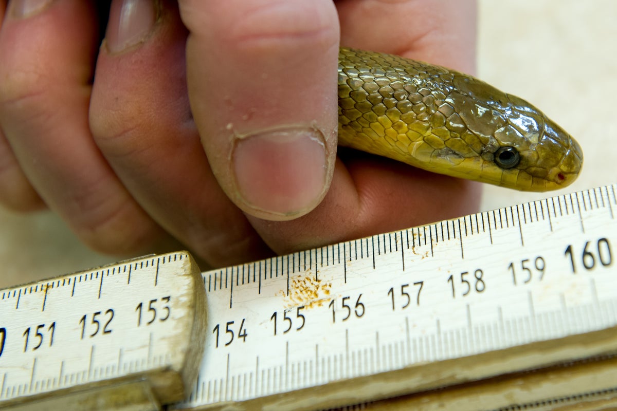 Britain has a new snake species – should it be allowed to stay?