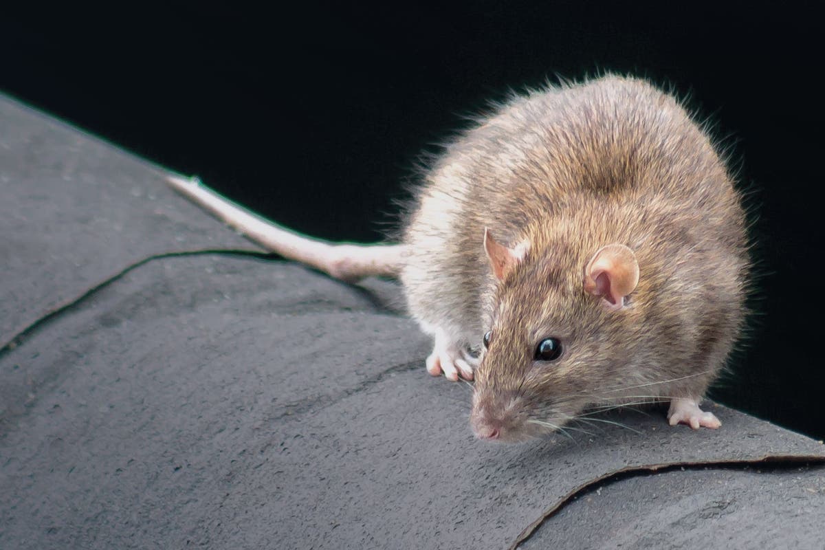 Shares in Rentokil leap as pest control giant trims costs