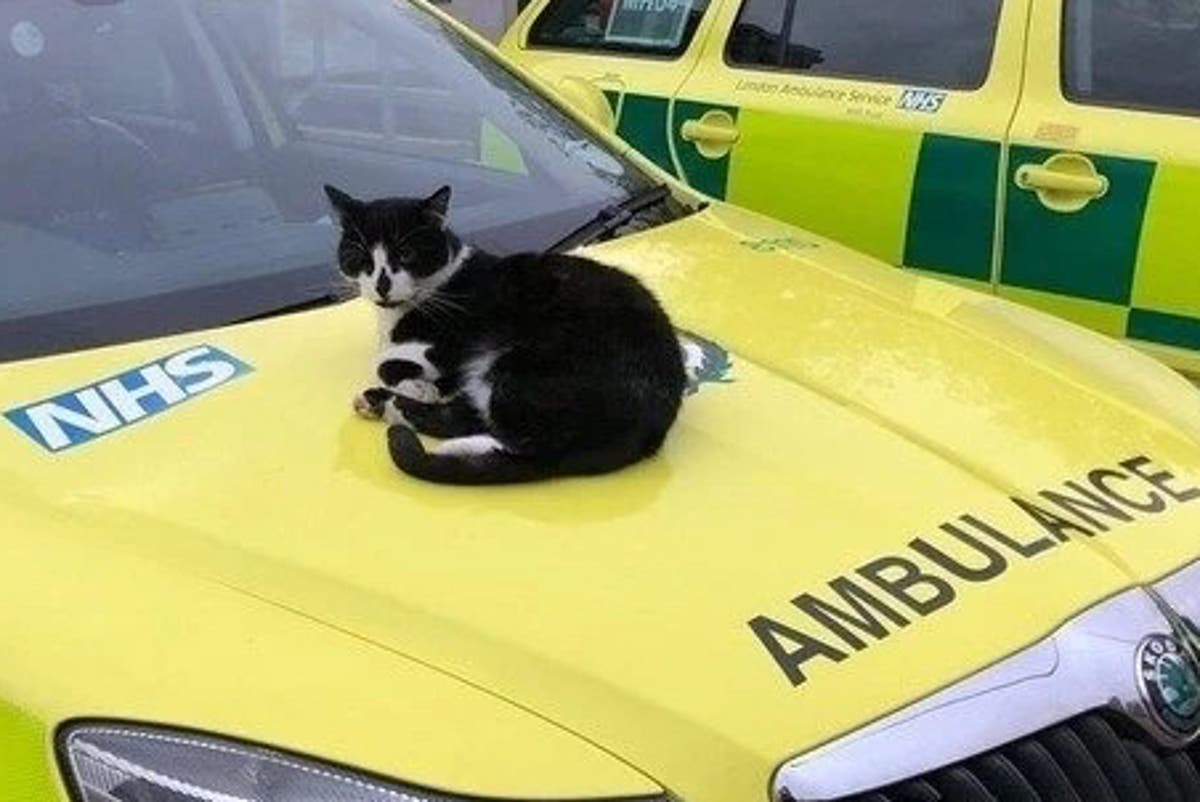 Rescue cat, named Defib, faces ‘cruel’ eviction from London ambulance